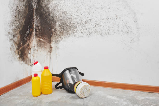 Best Mold Removal Company Near Me  in Red Rock, AZ