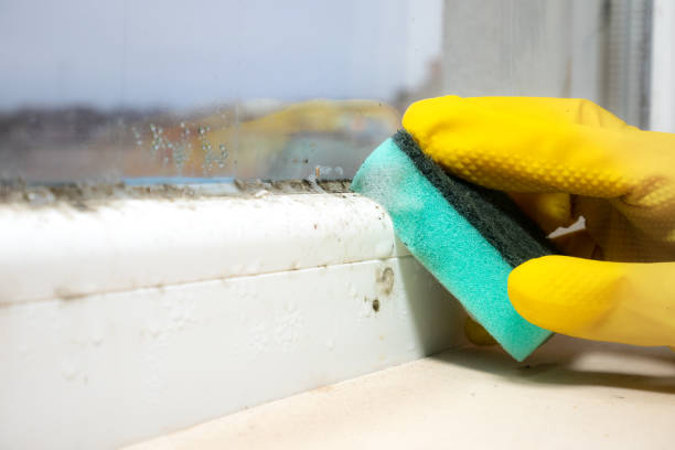 Best Fast Mold Removal  in Red Rock, AZ