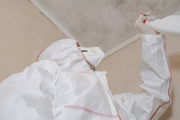 Reliable Red Rock, AZ Mold Removal Solutions