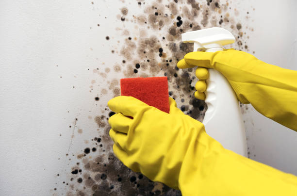 Best Mold Damage Repair  in Red Rock, AZ