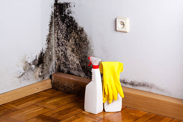 Best Best Mold Removal Companies  in Red Rock, AZ