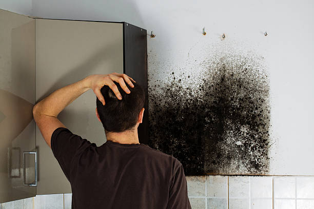 Reliable Red Rock, AZ Mold Removal Solutions