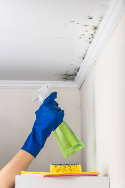 Best Commercial Mold Removal  in Red Rock, AZ