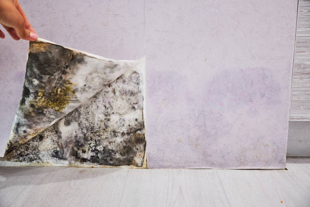 Best Attic Mold Removal  in Red Rock, AZ